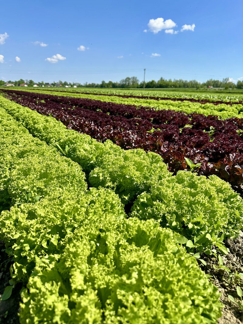 STP
